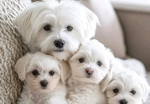 Why Hammi Havanese Puppies makes a perfect family