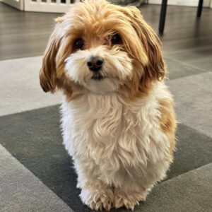 🐾 Male Havanese for Sale (Harry) - | brown and white- 1 year old
