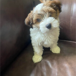 🐾 Male Havanese Puppy for Sale (Vivia)