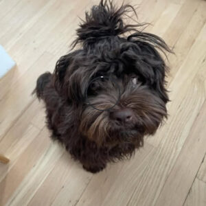 🐾 Unavailable! Female Havanese Puppy for Sale (Gabby) –  | Chocolate Coat |