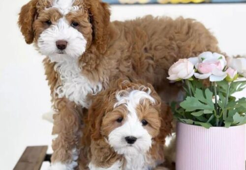 Why Hammi Havanese Puppies makes a perfect family
