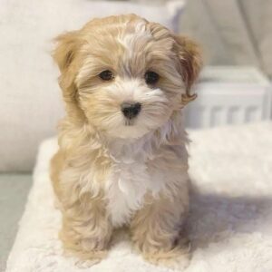 🐾 Male Havanese for Sale (Bradley)