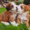 5 Reasons Hammi Havanese Puppies Are the Perfect Family Dogs