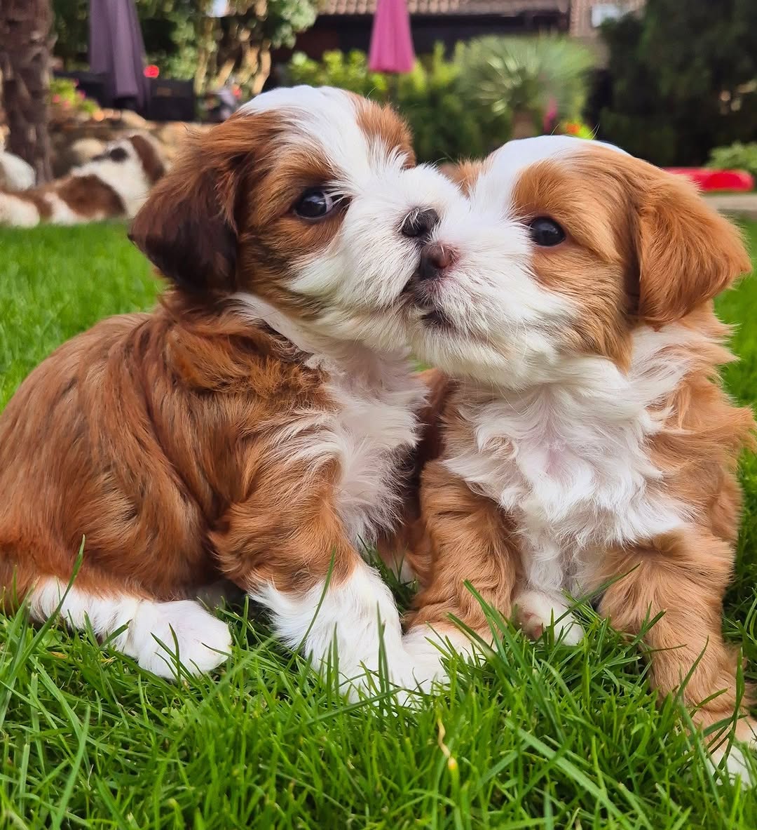 5 Reasons Hammi Havanese Puppies Are the Perfect Family Dogs